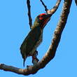 Barbu à plastron rouge