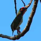 Barbu à plastron rouge