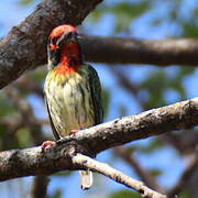 Barbu à plastron rouge