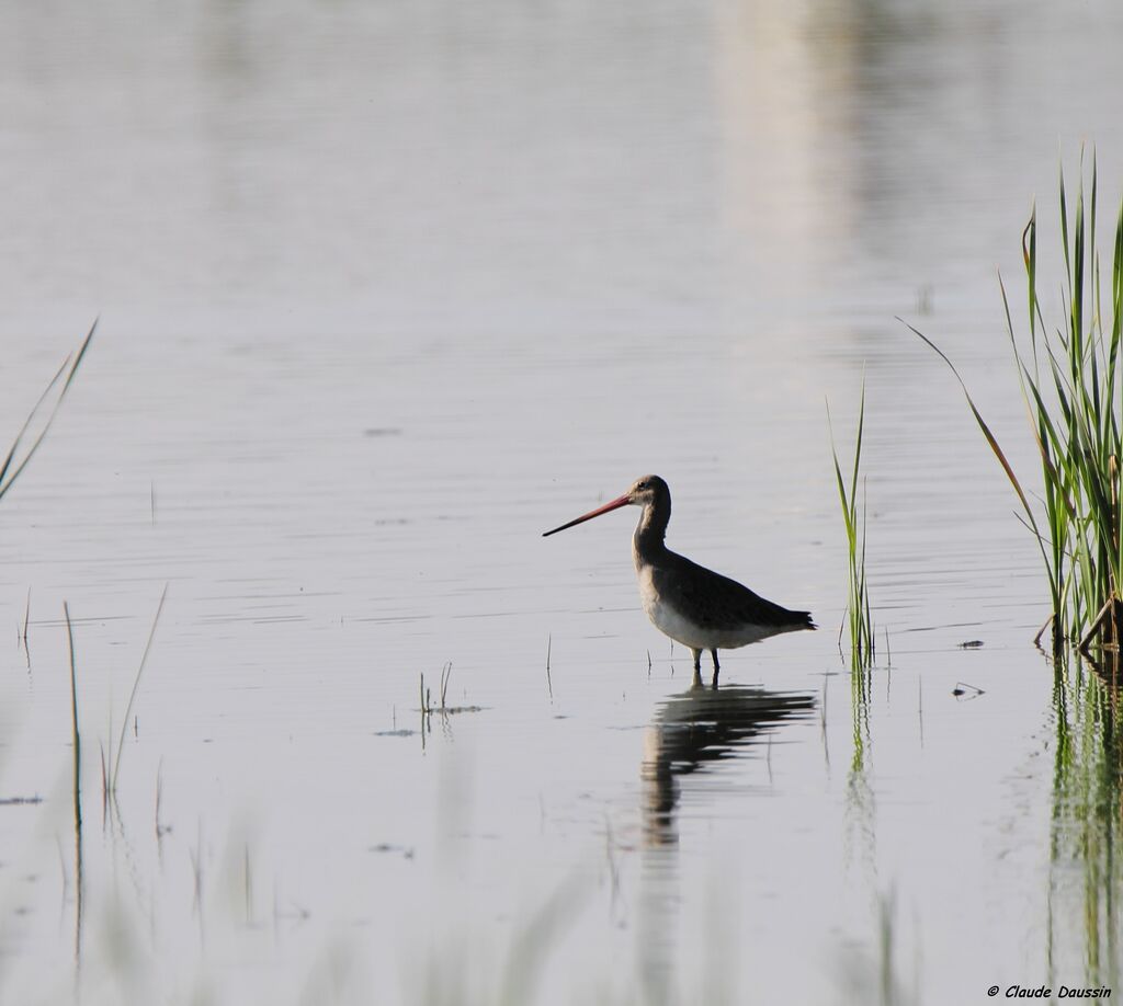 Black-tailed Godwit