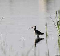 Black-tailed Godwit