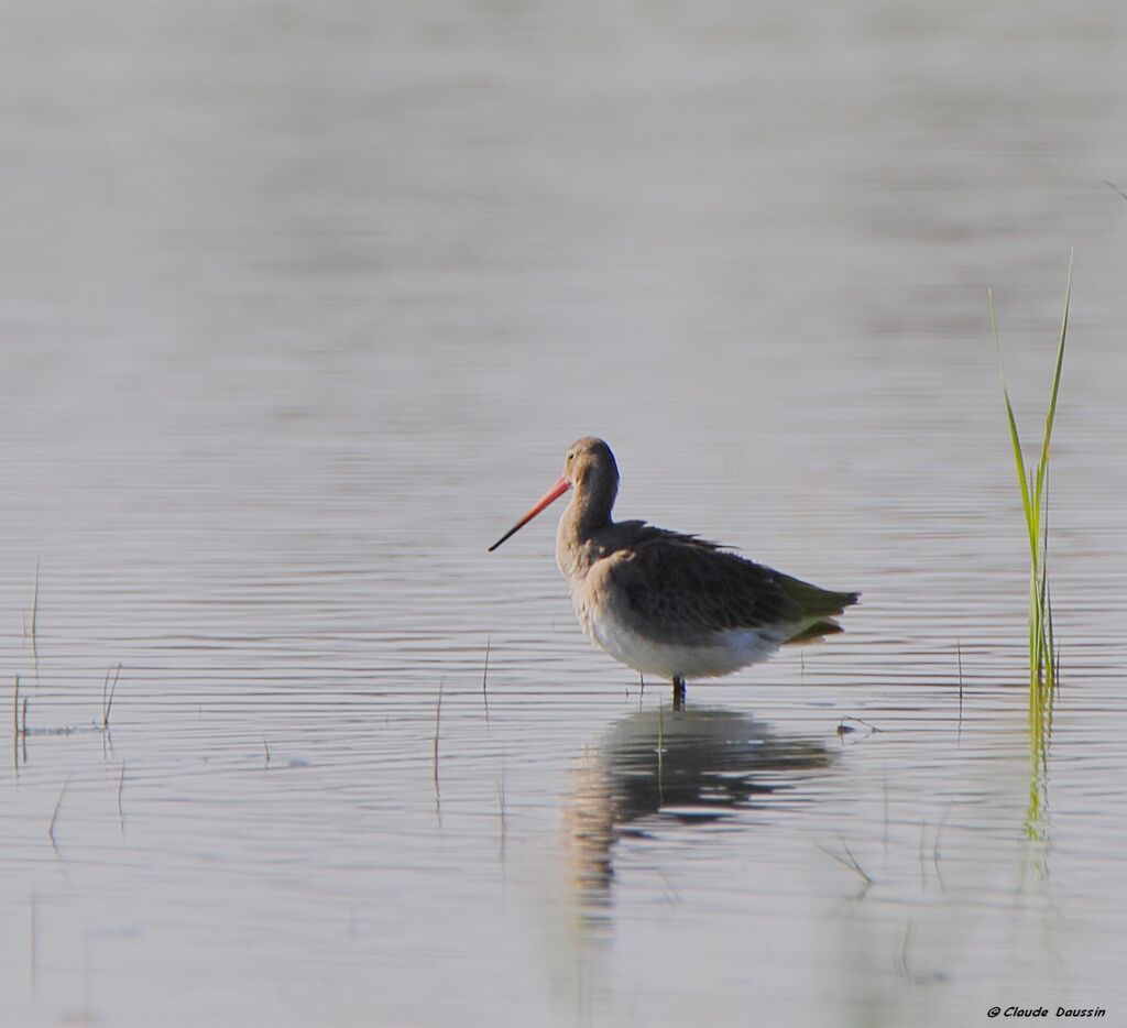 Black-tailed Godwit