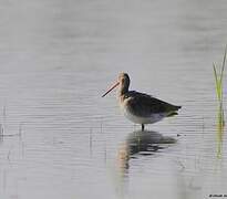 Black-tailed Godwit