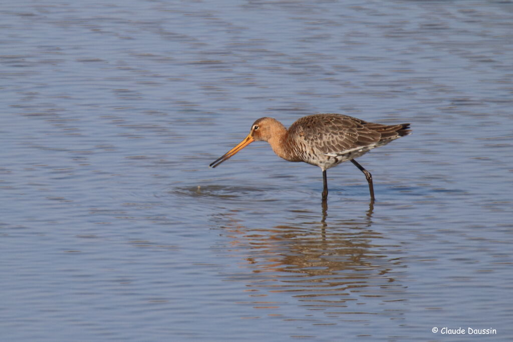 Black-tailed Godwit