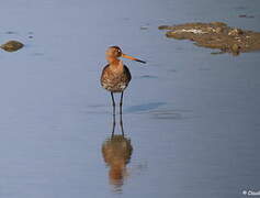 Black-tailed Godwit