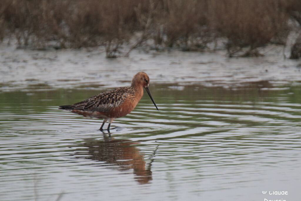 Bar-tailed Godwit