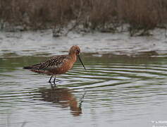 Bar-tailed Godwit