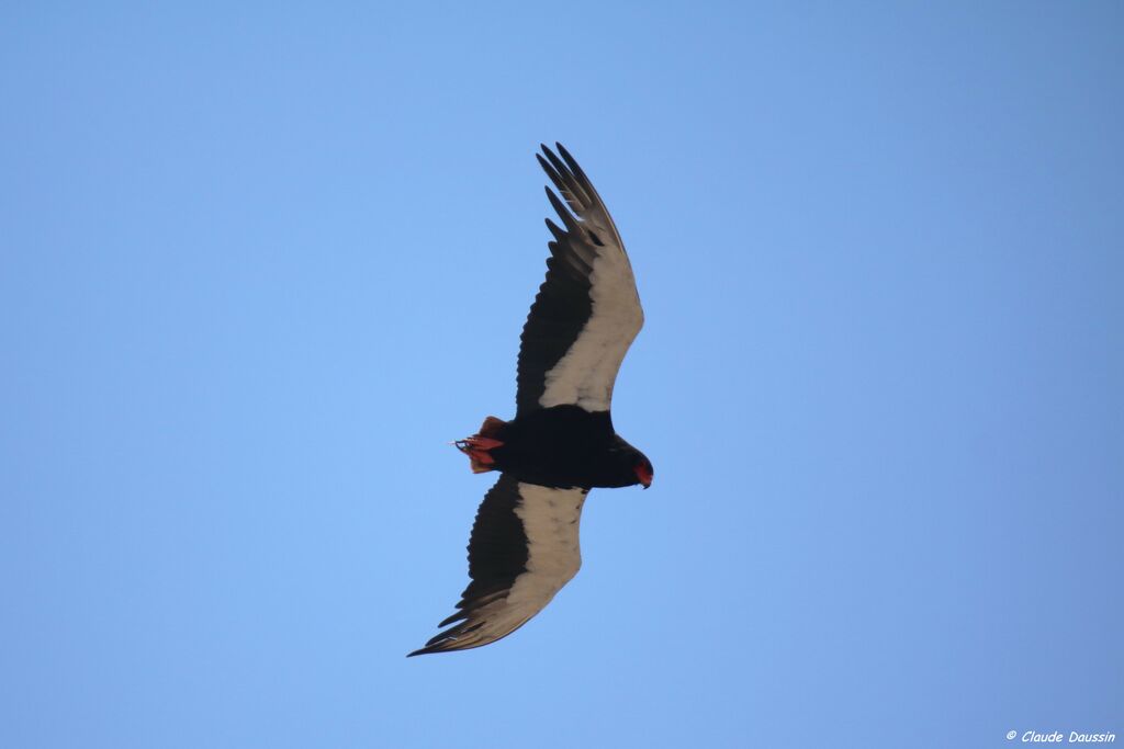 Bateleur des savanes