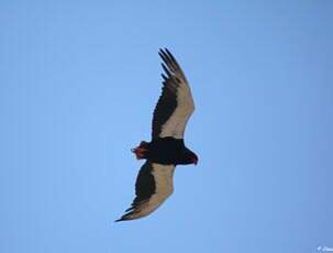 Bateleur des savanes