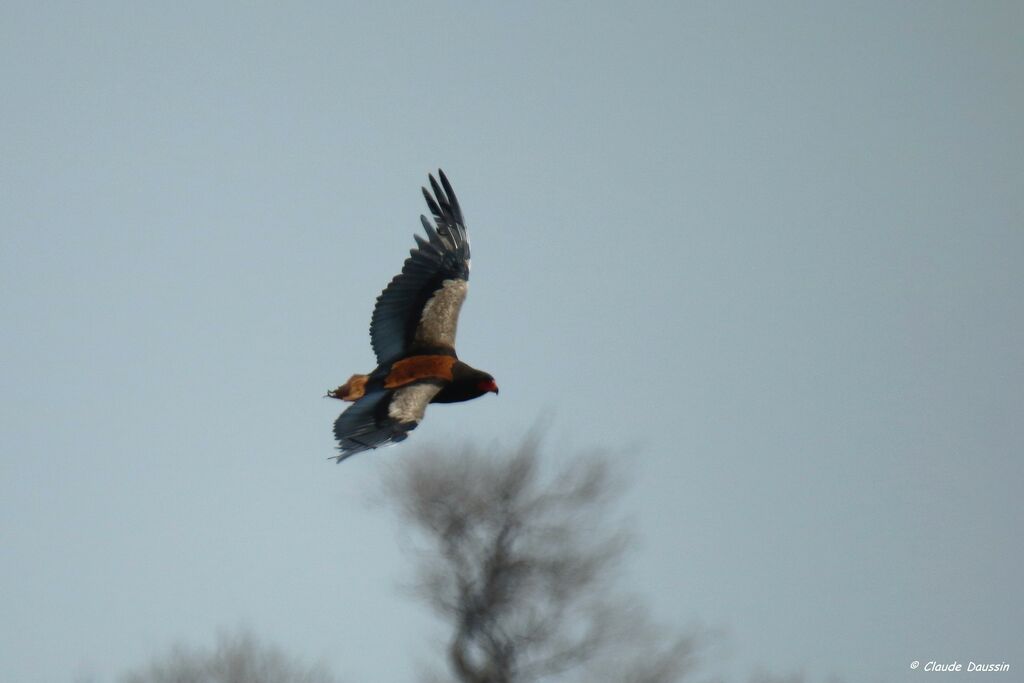 Bateleur des savanes