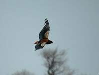 Bateleur des savanes