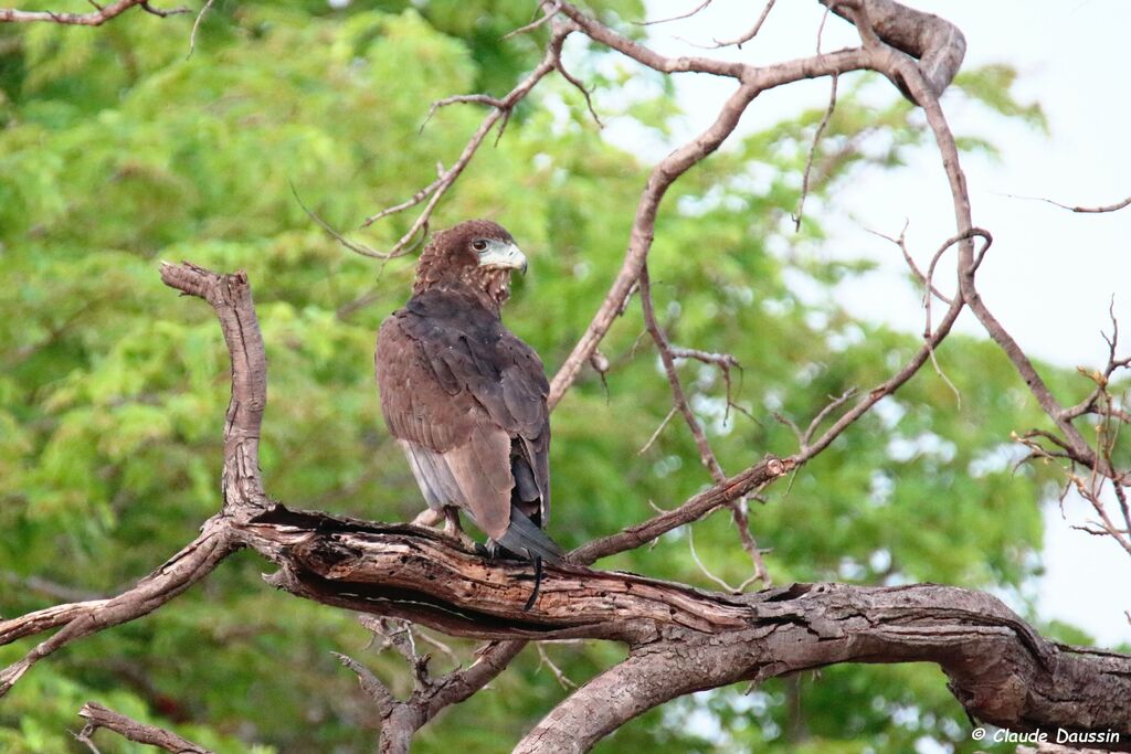 Bateleur des savanesimmature