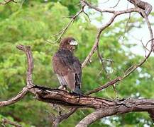 Bateleur