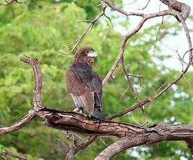 Bateleur des savanes