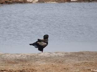 Bateleur des savanes