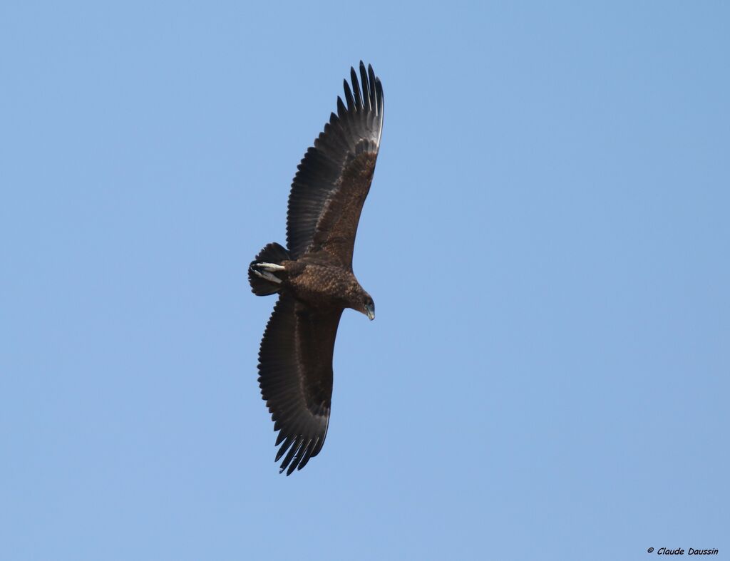 Bateleur des savanesimmature