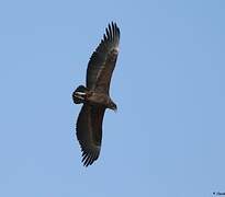 Bateleur des savanes