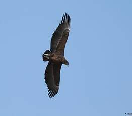 Bateleur des savanes