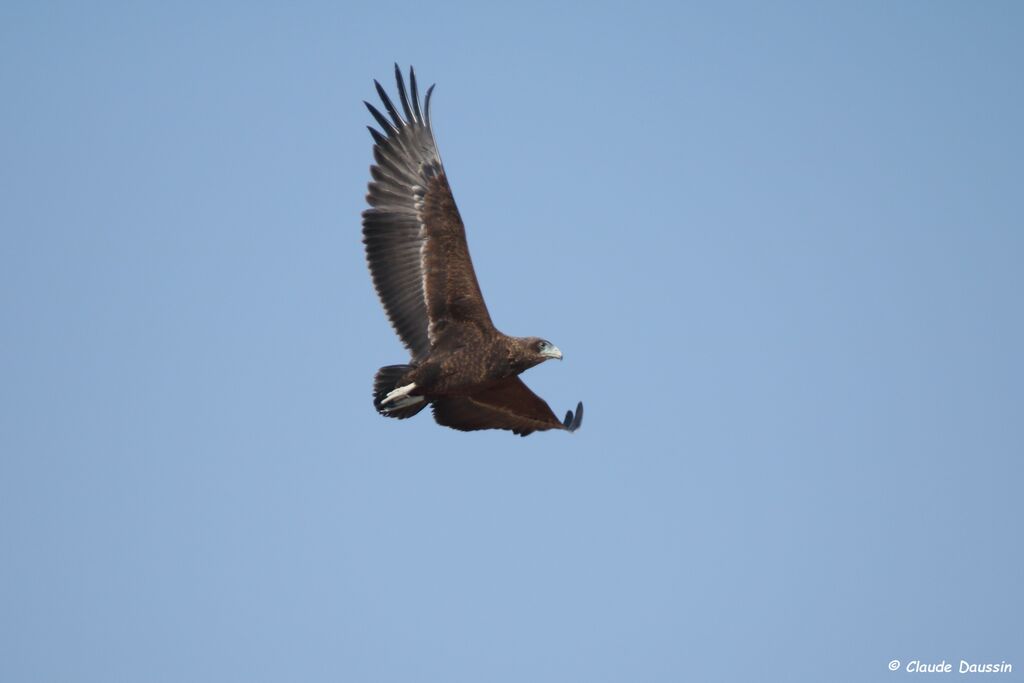 Bateleur