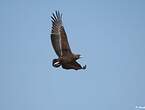 Bateleur des savanes