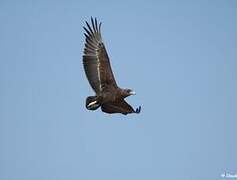 Bateleur des savanes