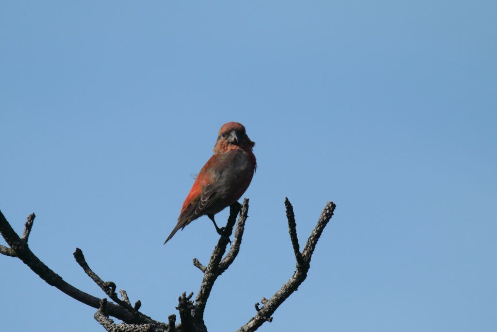 Red Crossbill male