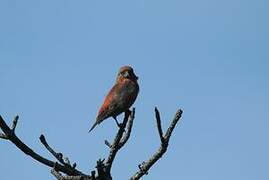 Red Crossbill