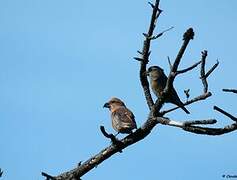 Red Crossbill