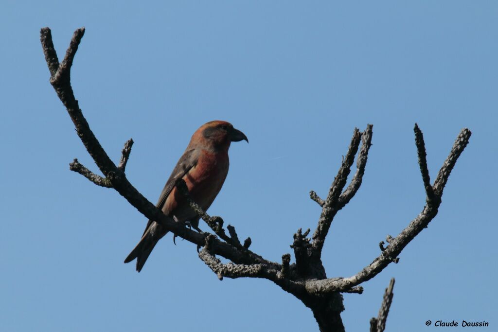 Red Crossbill male