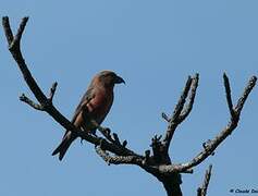 Red Crossbill