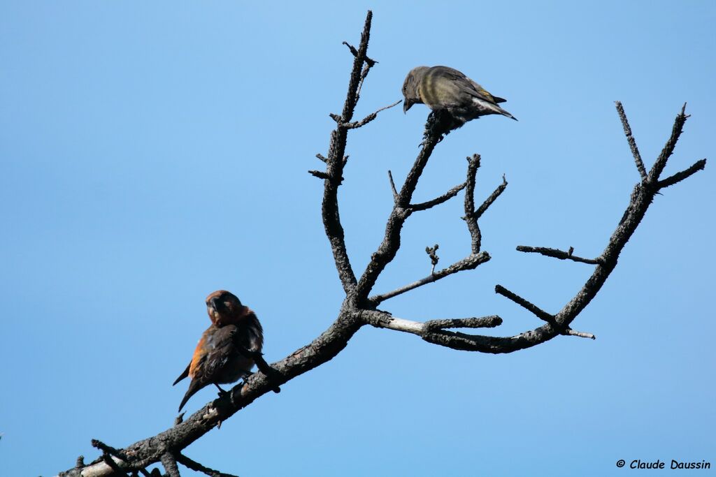 Red Crossbill