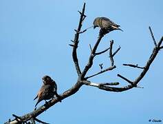 Red Crossbill