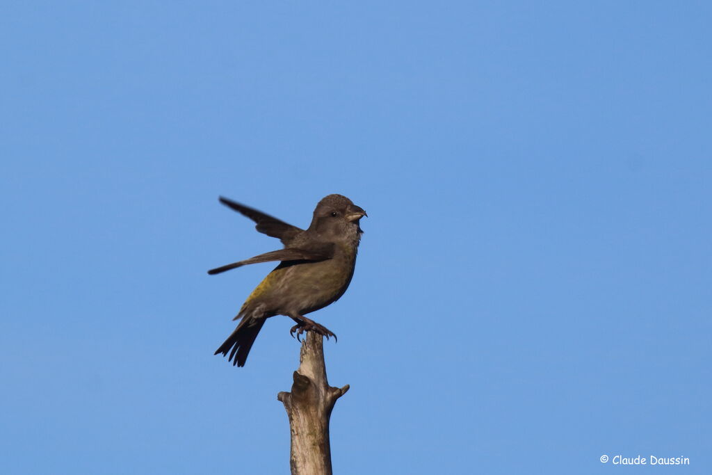 Red Crossbill