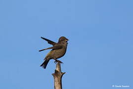 Red Crossbill