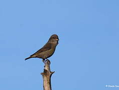 Red Crossbill