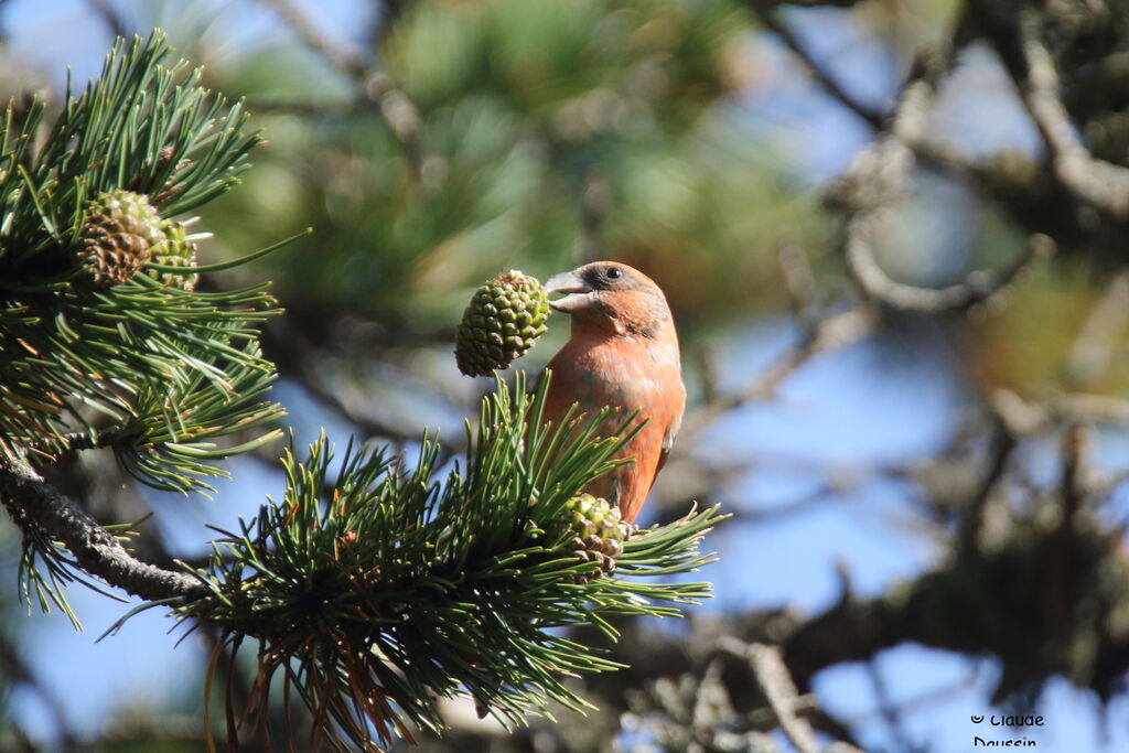 Red Crossbill male, eats