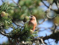 Red Crossbill