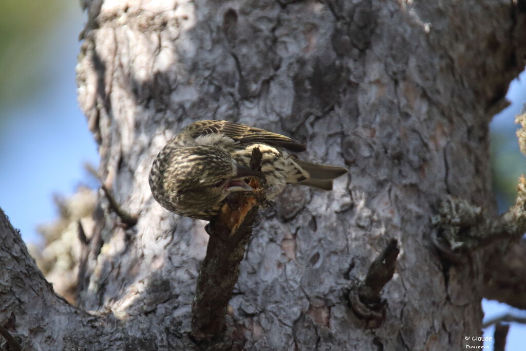 Red Crossbilljuvenile