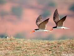 African Skimmer