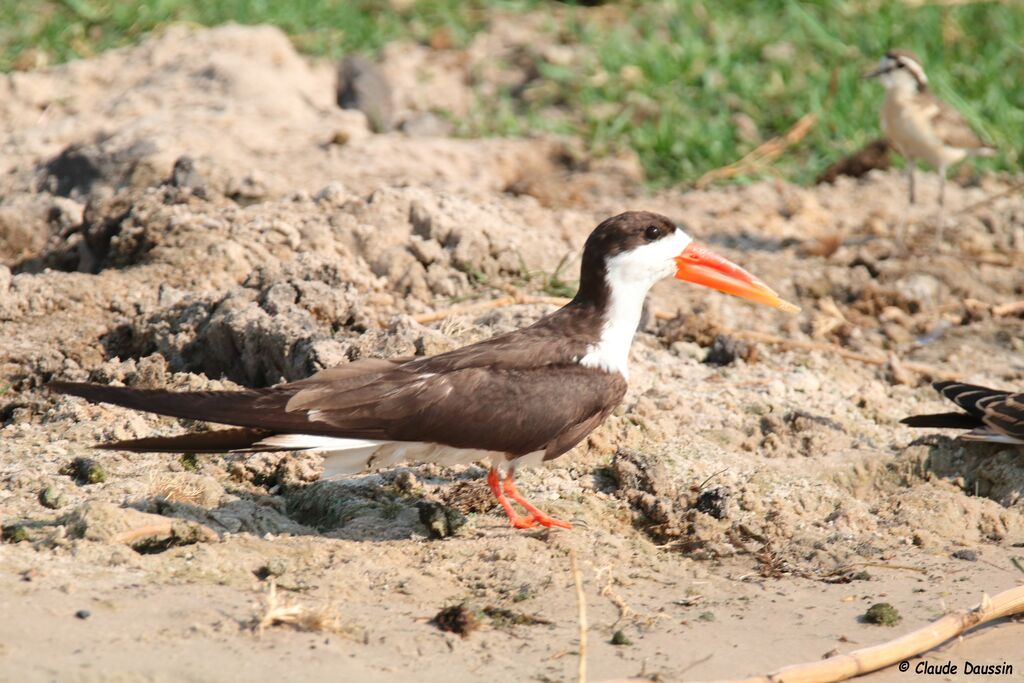 African Skimmer