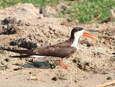 African Skimmer