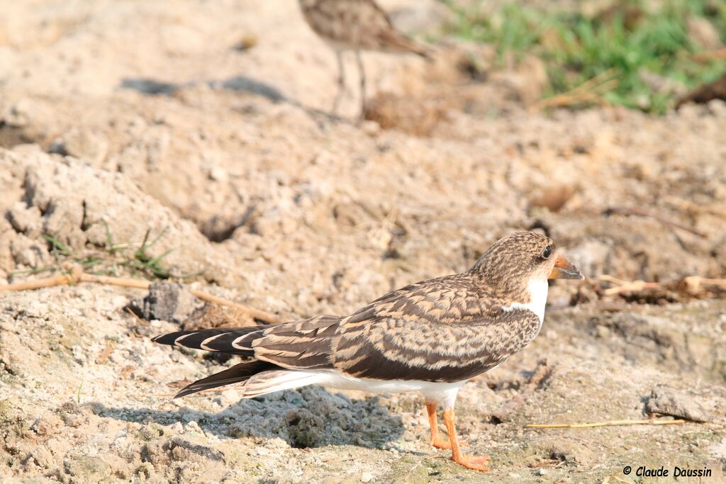 African Skimmerjuvenile