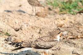 African Skimmer