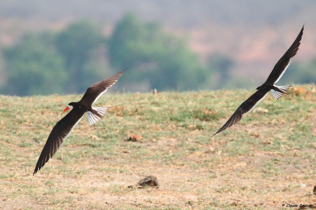 African Skimmer