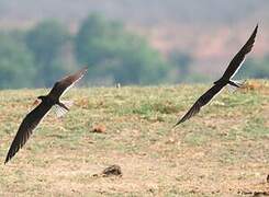 African Skimmer