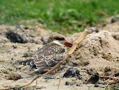 African Skimmer