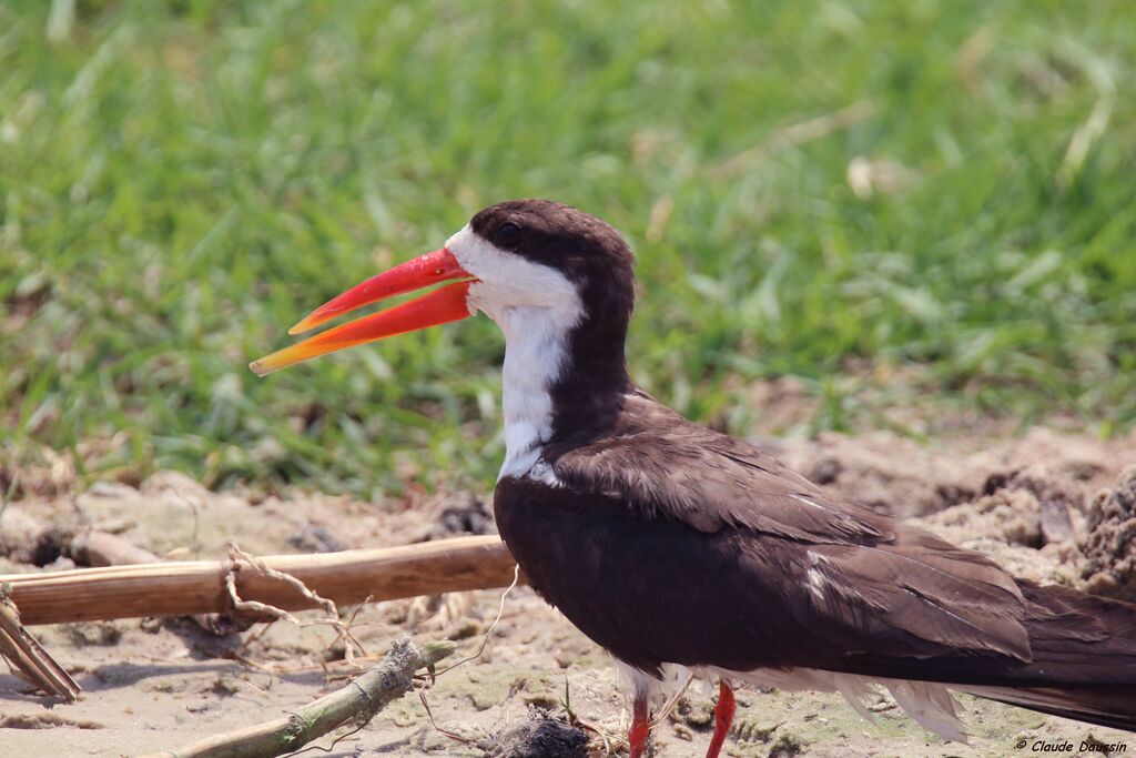 African Skimmer