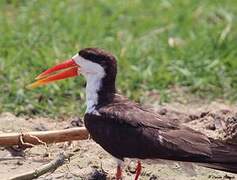 African Skimmer