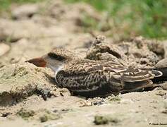 African Skimmer