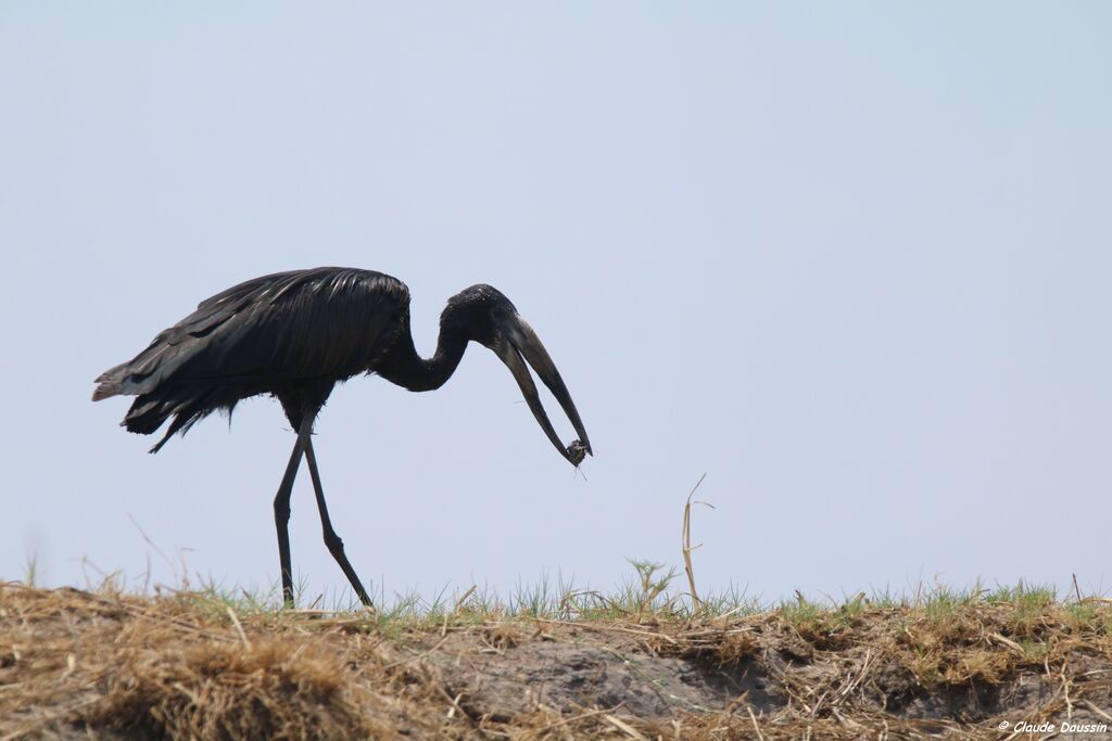 African Openbill